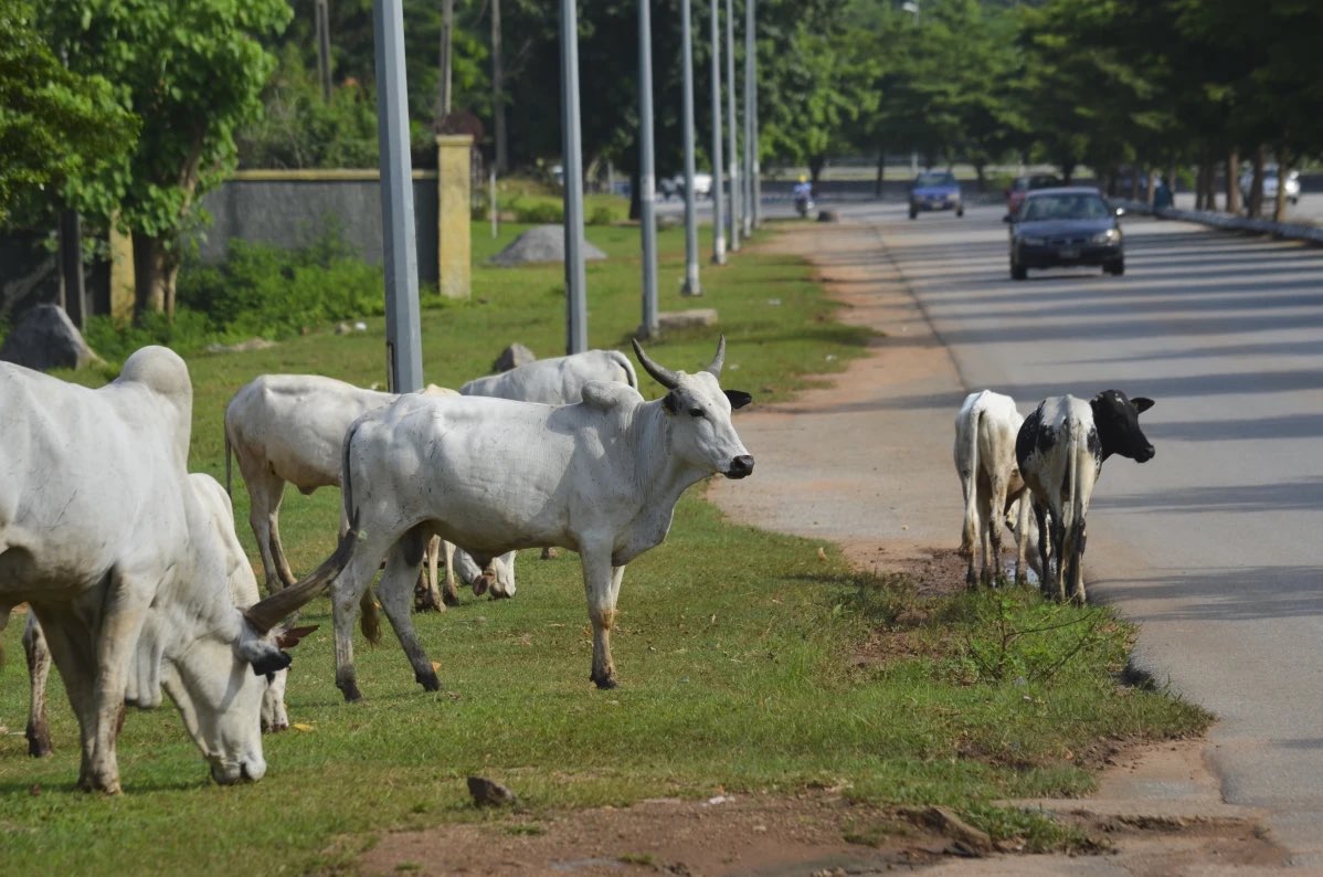 Federal Government Shuts Down Open Grazing Nationwide as Nigeria Enters a New Era of Land-Use Reform