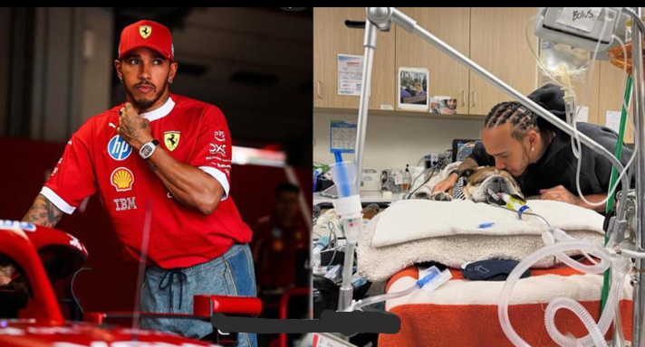 Lewis Hamilton in Tears as Beloved Dog Roscoe Fights for Life in Coma After Heart Stopping Scare